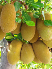 Jackfruit tree plant for sale  Vero Beach