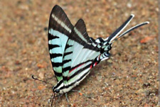 Papilio eurytides agesilaus d'occasion  Expédié en Belgium