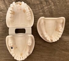 Dental study model for sale  Defuniak Springs