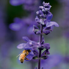 Salvia big blue for sale  Winter Garden