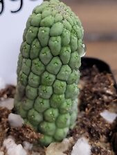 Cactus rooted larryleachia for sale  Hesperia