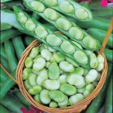 Broad bean fava for sale  BEAWORTHY