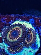 Vampire slayer zoanthid for sale  HOLMFIRTH