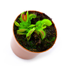 Venus flytraps inch for sale  Kissimmee
