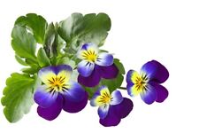 1000 nasion Dzika macocha Viola tricolor Ogród Balkon Kwiaty Kwiaty  na sprzedaż  Wysyłka do Poland