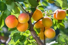 Aprikosenbaum zwergobst dünge gebraucht kaufen  Saterland