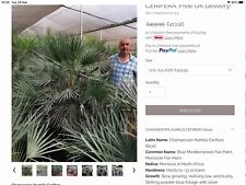 Large blue palm for sale  PWLLHELI