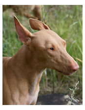 Pharaoh hound dog for sale  Wyoming