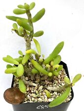 Succulent Caudex Plant - Tylecodon decipiens - ONE MATURED PLANT!, used for sale  Shipping to South Africa