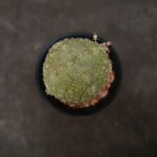 Used, A7: Pseudolithos migiurtinus :: succulents for sale  Shipping to South Africa