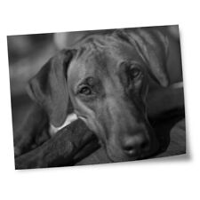 8x10 prints rhodesian for sale  SELBY
