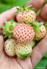 Pineberry white strawberry for sale  HARTLEPOOL
