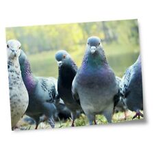 Impressões 8x10" (sem molduras) - Flock Of Pigeons Bird Pigeon #15735 comprar usado  Enviando para Brazil
