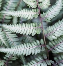 Fern athyrium niponicum for sale  WORKSOP