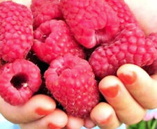 Giant raspberry gordost d'occasion  Expédié en Belgium