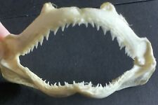 Set shark teeth for sale  GLASGOW