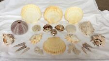 Sea shells inc for sale  HARTLEPOOL