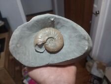 Amaltheus ammonite charmouth for sale  NORTHWICH