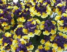 Scented nemesia plumbs for sale  BELLSHILL