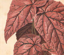 1885 lithographie begonia d'occasion  Besançon