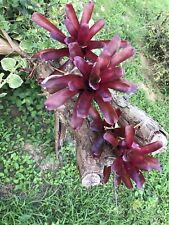 Pack pups bromeliad for sale  Arecibo