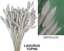 Lagurus topini cm. usato  Italia