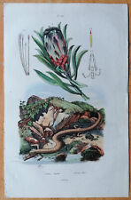 Newt Protea - Original Print from Guerin - 1834 for sale  Shipping to South Africa