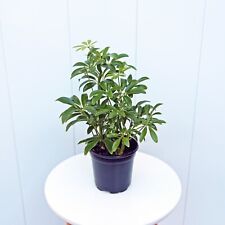 Arboricola hawaiian plant for sale  Boca Raton