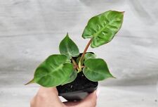 Philodendron billietiae rare for sale  Reseda