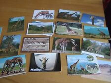 Motivkarten postkarten giraffe gebraucht kaufen  Mecklenbeck,-Amelsbüren