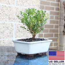 Live harland boxwood for sale  New York