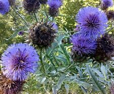 Cardoon cynara cardunculus for sale  WORKSOP