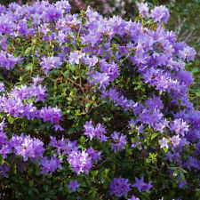 Rhododendron blue diamond d'occasion  Pouzauges