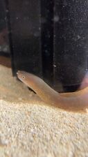 snow flake eel for sale  Fogelsville