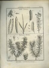 Gravure botanique xviiième d'occasion  Angers-