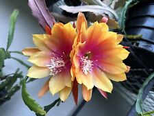 Epiphyllum clarity happy for sale  Fremont