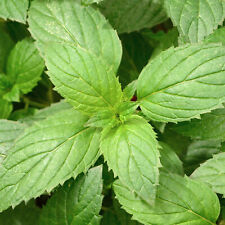 Peppermint grow herbs for sale  UK
