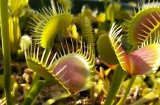 15x Seeds - Carnivorous Plants - D.Muscipula (Venus Fly Trap) -Freshly Collected for sale  Shipping to South Africa