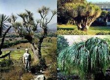 Grasbaum mediterrane pflanzen gebraucht kaufen  Kaiserslautern