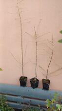 Larix decidua Larice europeo Pianta Albero bonsai prebonsai giardino bosco usato  Ardea