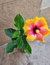 hibiscus hawaiian for sale  Waupun