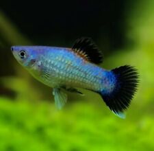 Blue wagtail platies for sale  LONDON