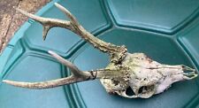 Roe buck skull for sale  STROUD