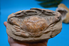 Amazing huge fossil for sale  UK