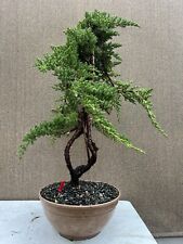Old juniper nana for sale  Midway City