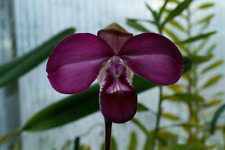 Phragmipedium kovachii usato  Spedire a Italy