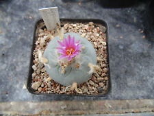 Ariocarpus spec.decipiens root for sale  Shipping to Ireland