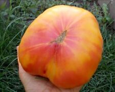 1145 raibow tomatensamen gebraucht kaufen  Belm