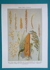 Grains gramineae corn for sale  Manassas