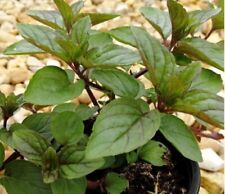 Black pepper mint for sale  WORKSOP